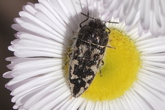 Acmaeodera sphaeralceae