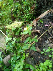 Calceolariaceae