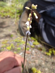 Boechera retrofracta