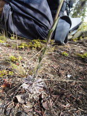 Boechera retrofracta