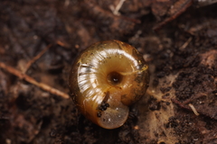 Tasmaphena