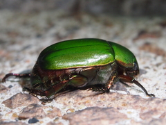 Anomala rubripes