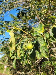 Solanum pseudoquina