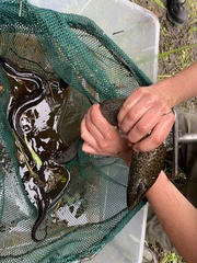 Siren lacertina
