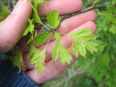 Phyllocoptes goniothorax