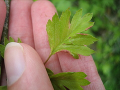 Phyllocoptes goniothorax