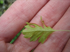 Phyllocoptes goniothorax