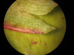 Phyllocoptes goniothorax