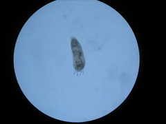 Phyllocoptes goniothorax