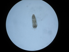 Phyllocoptes goniothorax