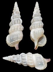 Cerithium rostratum
