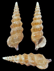 Cerithium rostratum