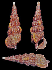 Cerithium rostratum