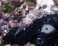 Cerithium rostratum