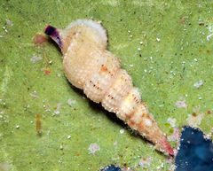 Cerithium rostratum