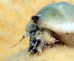 Cerithium rostratum