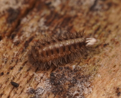 Propolyxenus forsteri