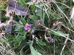 Lathyrus linifolius