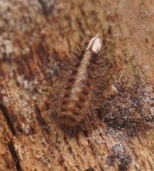 Propolyxenus forsteri