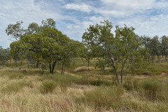 Dolichandrone alternifolia