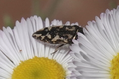 Acmaeodera sphaeralceae