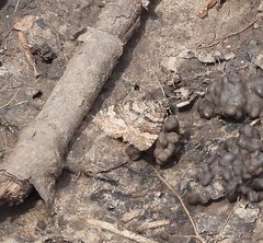 Epirrhoe plebeculata