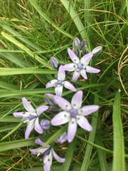 Scilla verna