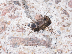 Elasmolomus squalidus