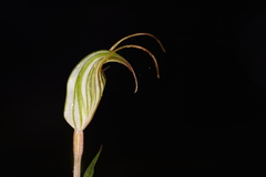 Pterostylis alata
