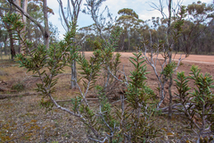 Hakea preissii