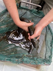 Siren lacertina