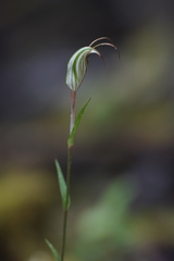 Pterostylis alata