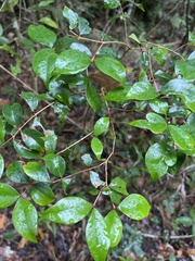 Eugenia biflora