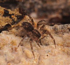 Toxopsoides kathleenae