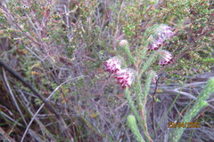 Erica barbigeroides