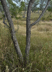 Dolichandrone alternifolia