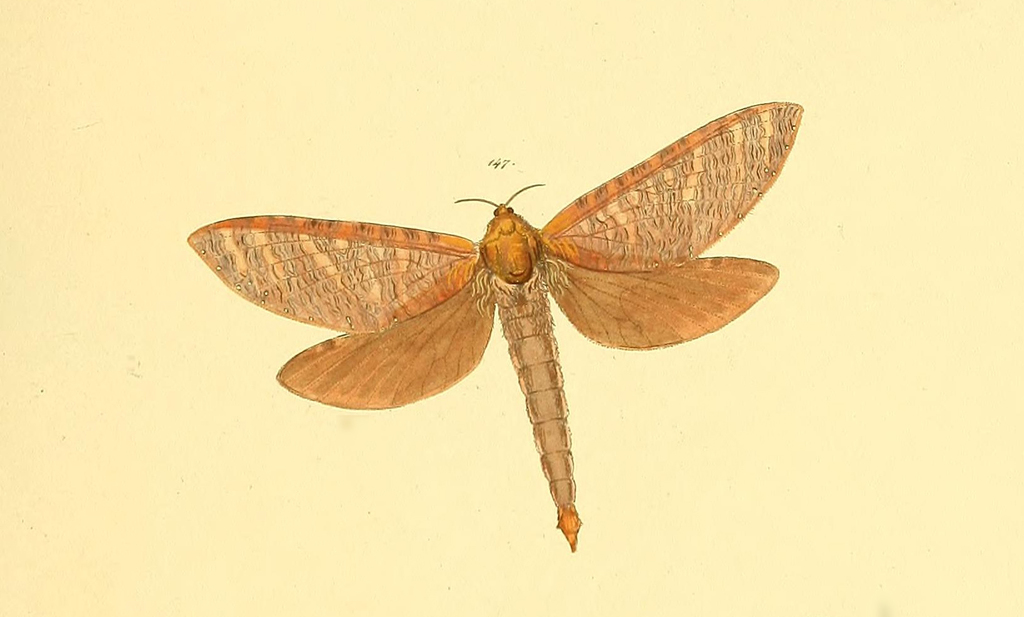 Roseala tessellatus