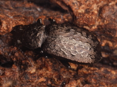 Coripera deplanata