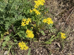 Senecio squalidus