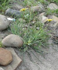 Tragopogon pusillus