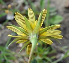 Tragopogon pusillus
