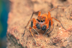Cyrba nigrimana