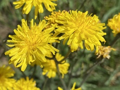 Crepis biennis