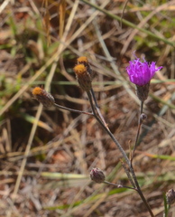 Oocephala staehelinoides