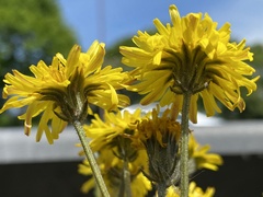 Crepis biennis