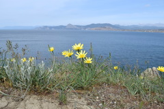 Tragopogon pusillus
