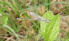 Erythromma lindenii