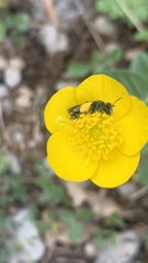 Chelostoma florisomne