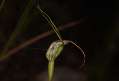 Pterostylis pedoglossa