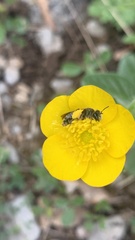 Chelostoma florisomne